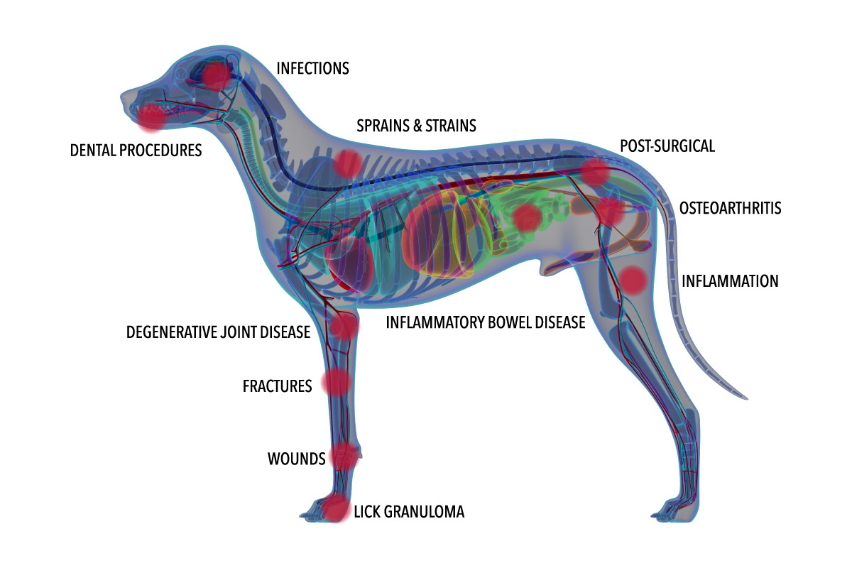 Animal Laser Therapy Treatment Areas