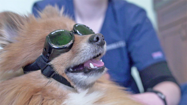 Animal Laser Therapy Treatment Doggles