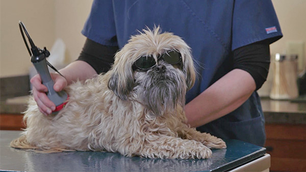 Animal Laser Therapy Treatment