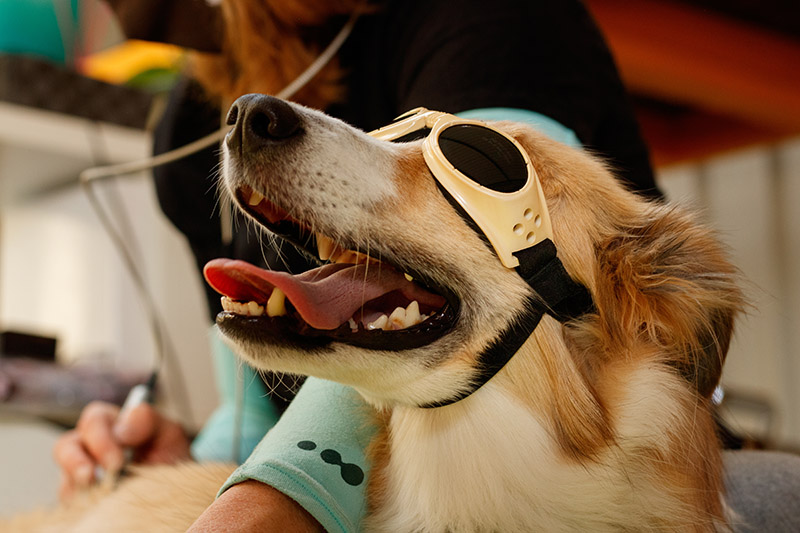 Small Animal Laser Therapy Spokane Washington